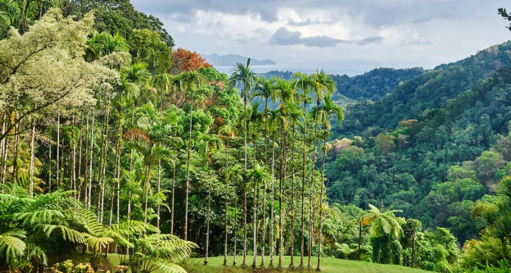 Jardin de Balata, Fort-de-France, Martinique, France